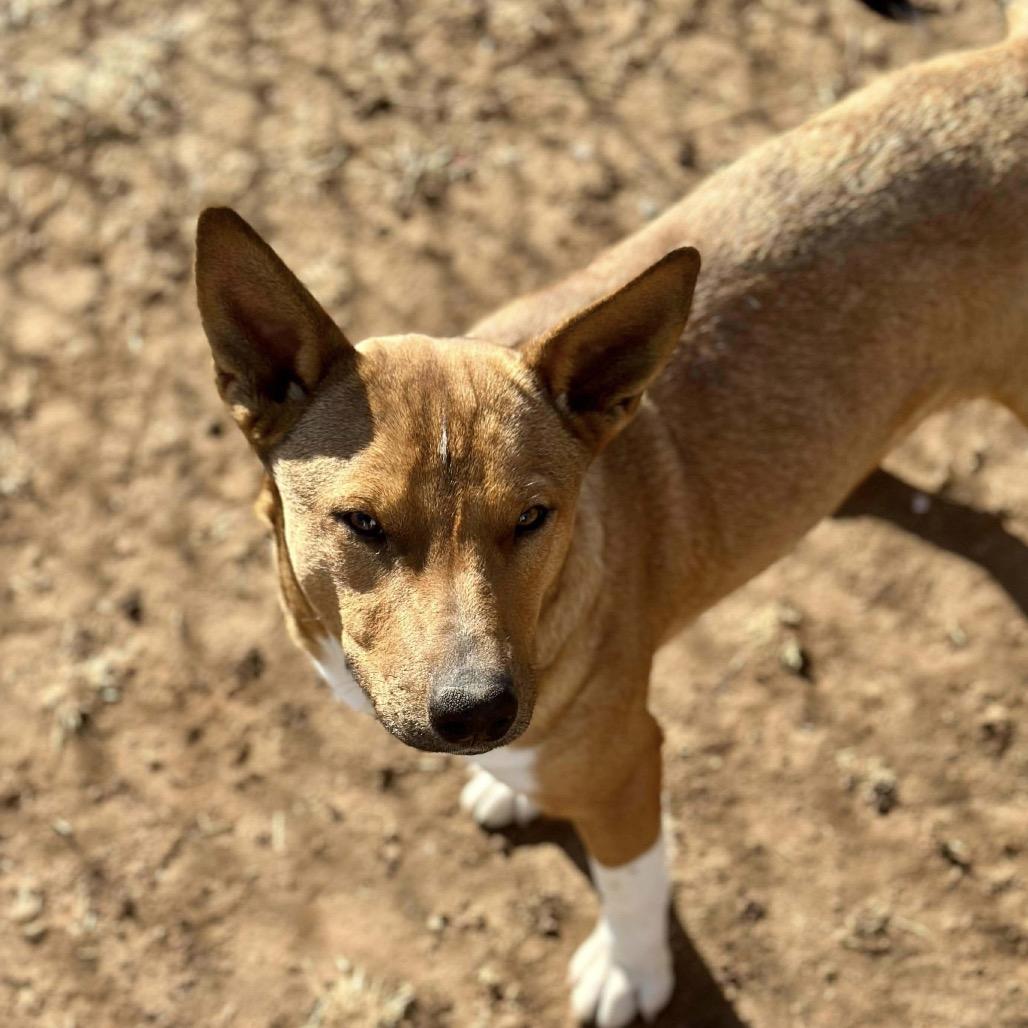 Enlarge Aubreigh, a Adoptable mixed breed in Sand Springs, OK image 6/6