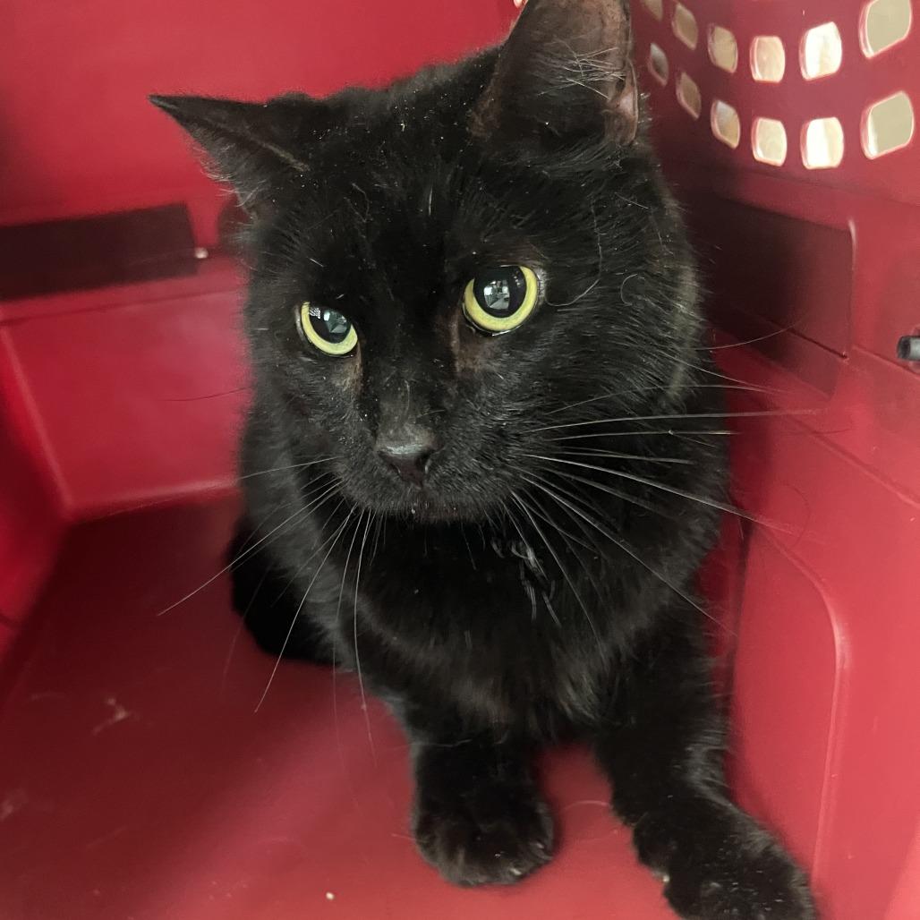 Enlarge Ferris Paris, a Adoptable Domestic Short Hair in Oak Park, IL image 1/1