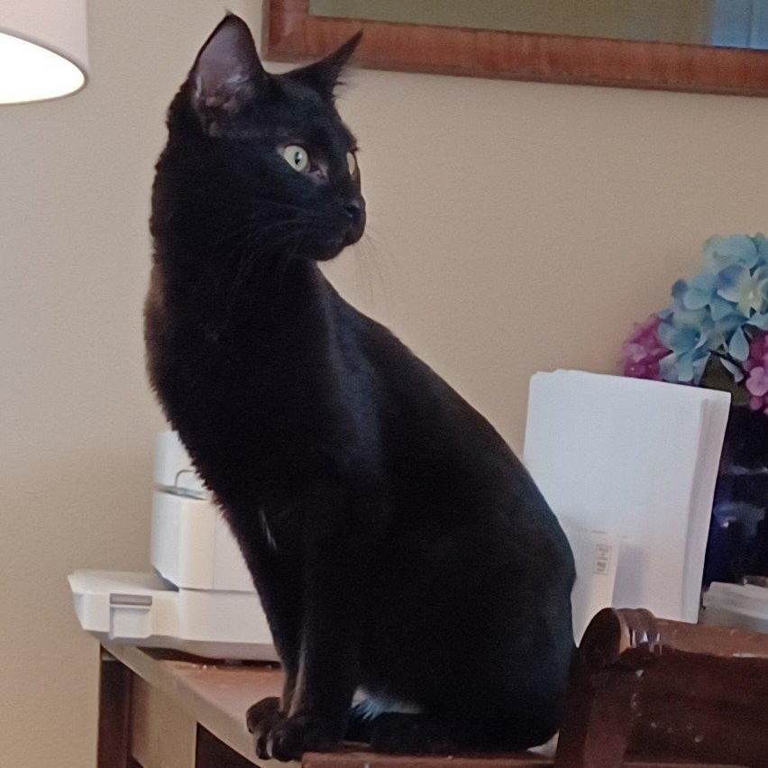 Frito — thumbnail 2