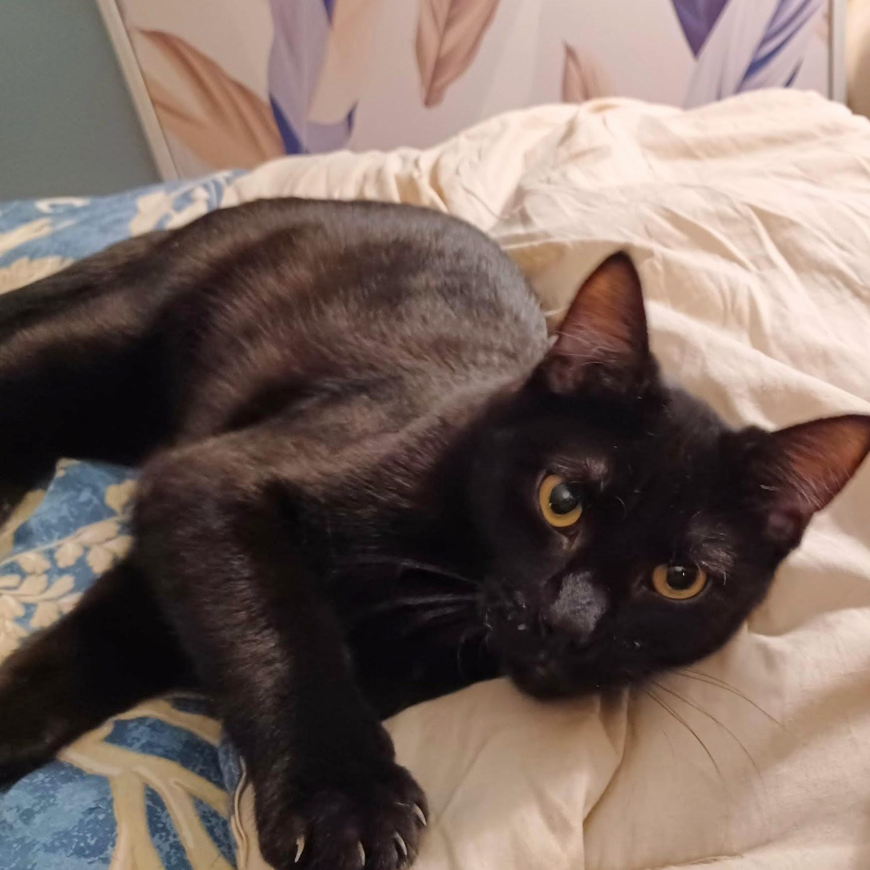 Frito — thumbnail 3