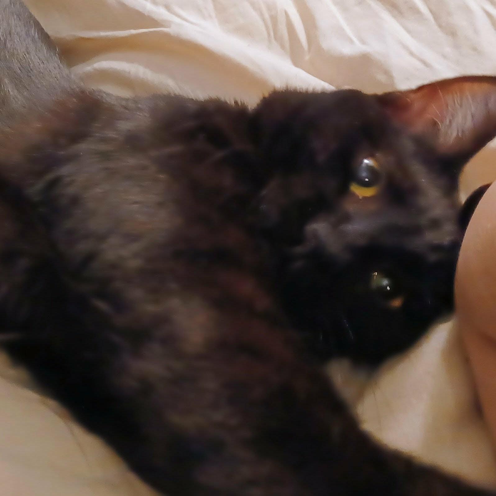 Frito — thumbnail 4