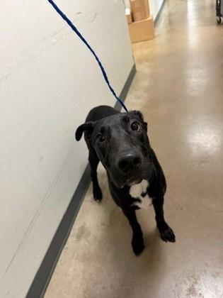 Enlarge Diggy, a Adoptable mixed breed in Irving, TX image 1/2