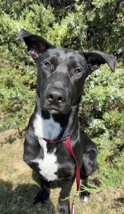 Enlarge Diggy, a Adoptable mixed breed in Irving, TX image 2/2