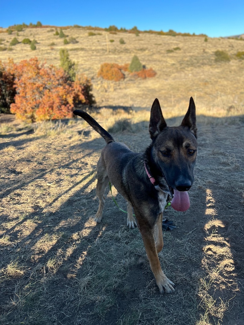 Ferguson/Fergy, a Adopted Belgian Shepherd / Malinois in Kamas, UT image 1/2