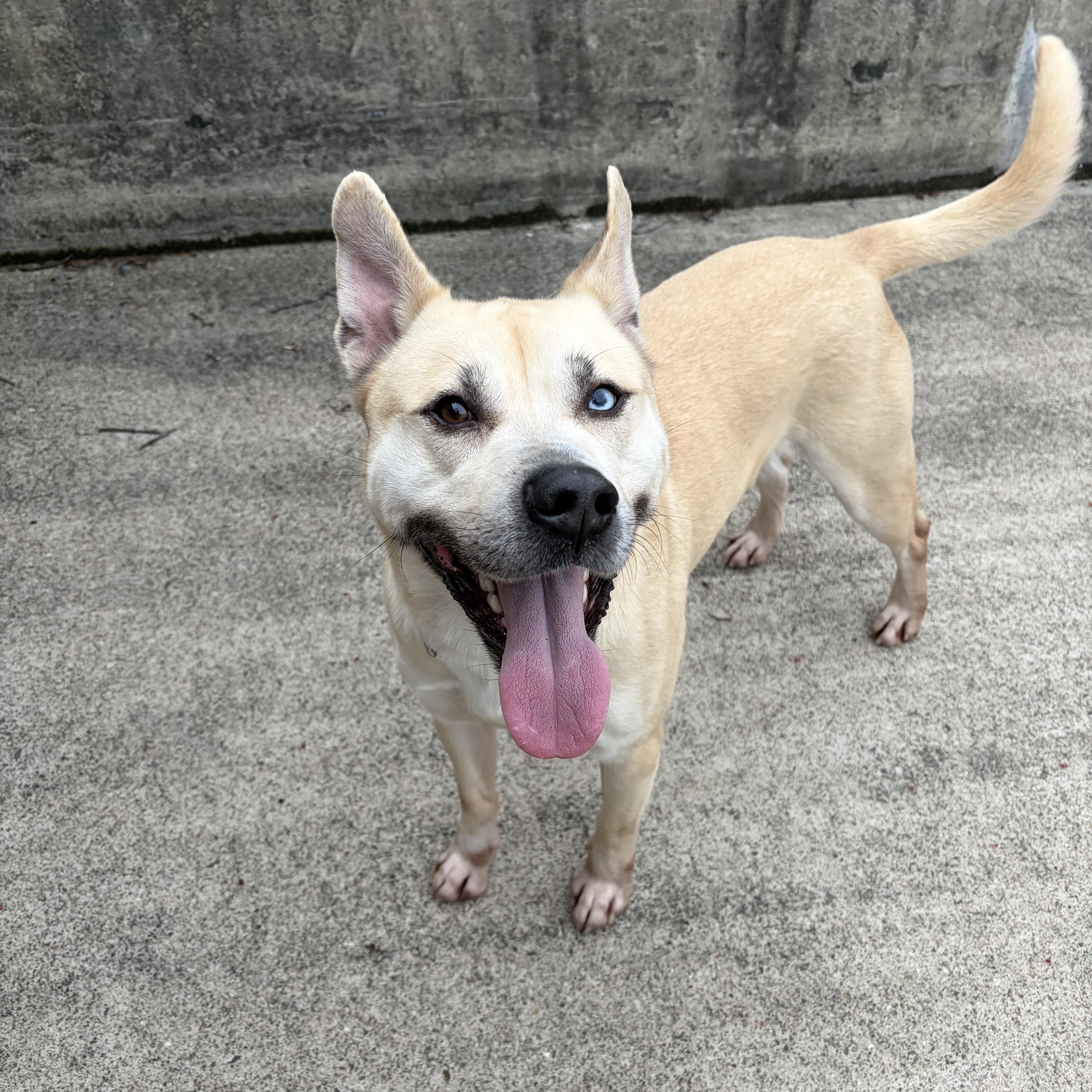 Enlarge Jasper, a ADOPTABLE mixed breed in Mendham, NJ image 1/4