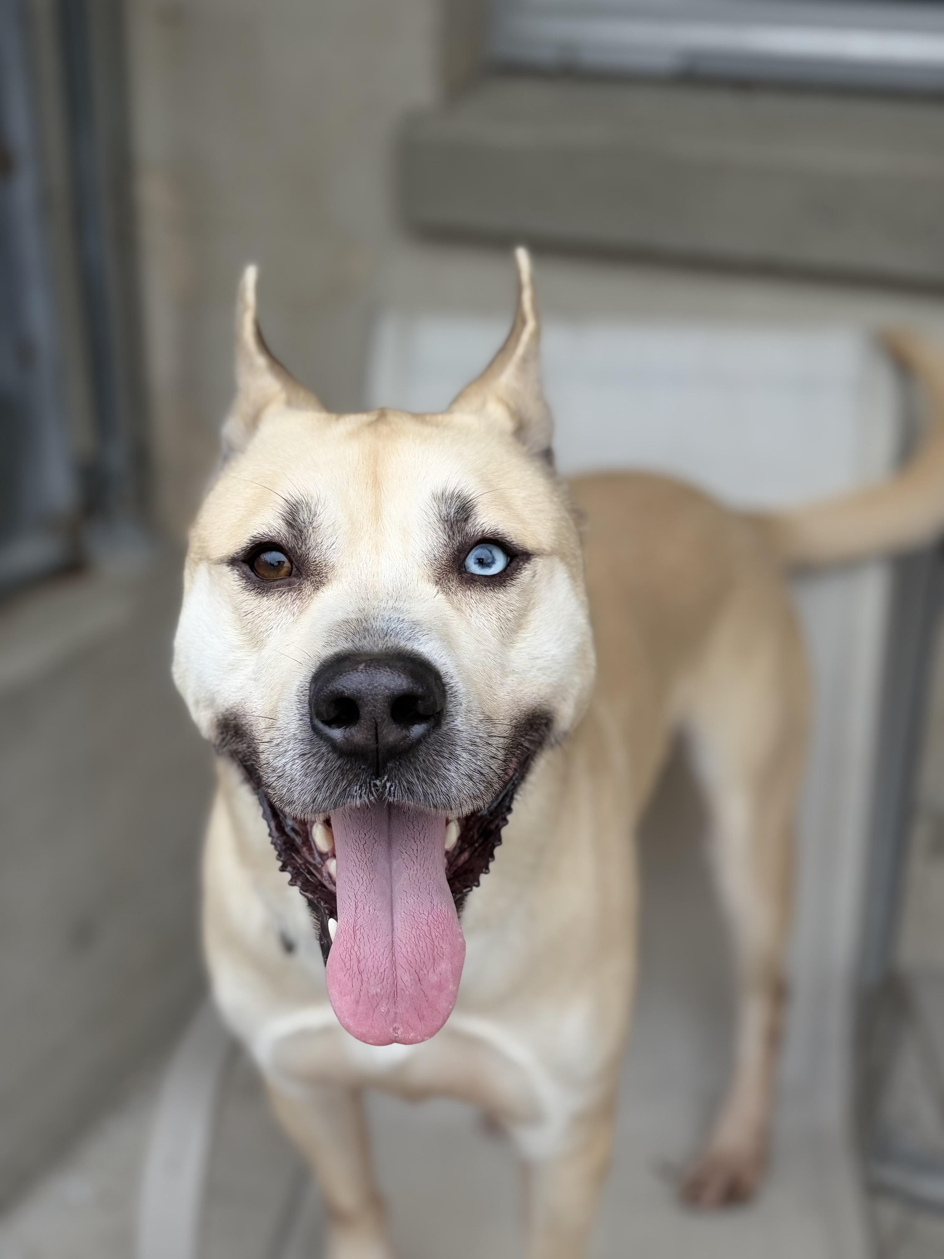 Enlarge Jasper, a ADOPTABLE mixed breed in Mendham, NJ image 2/4