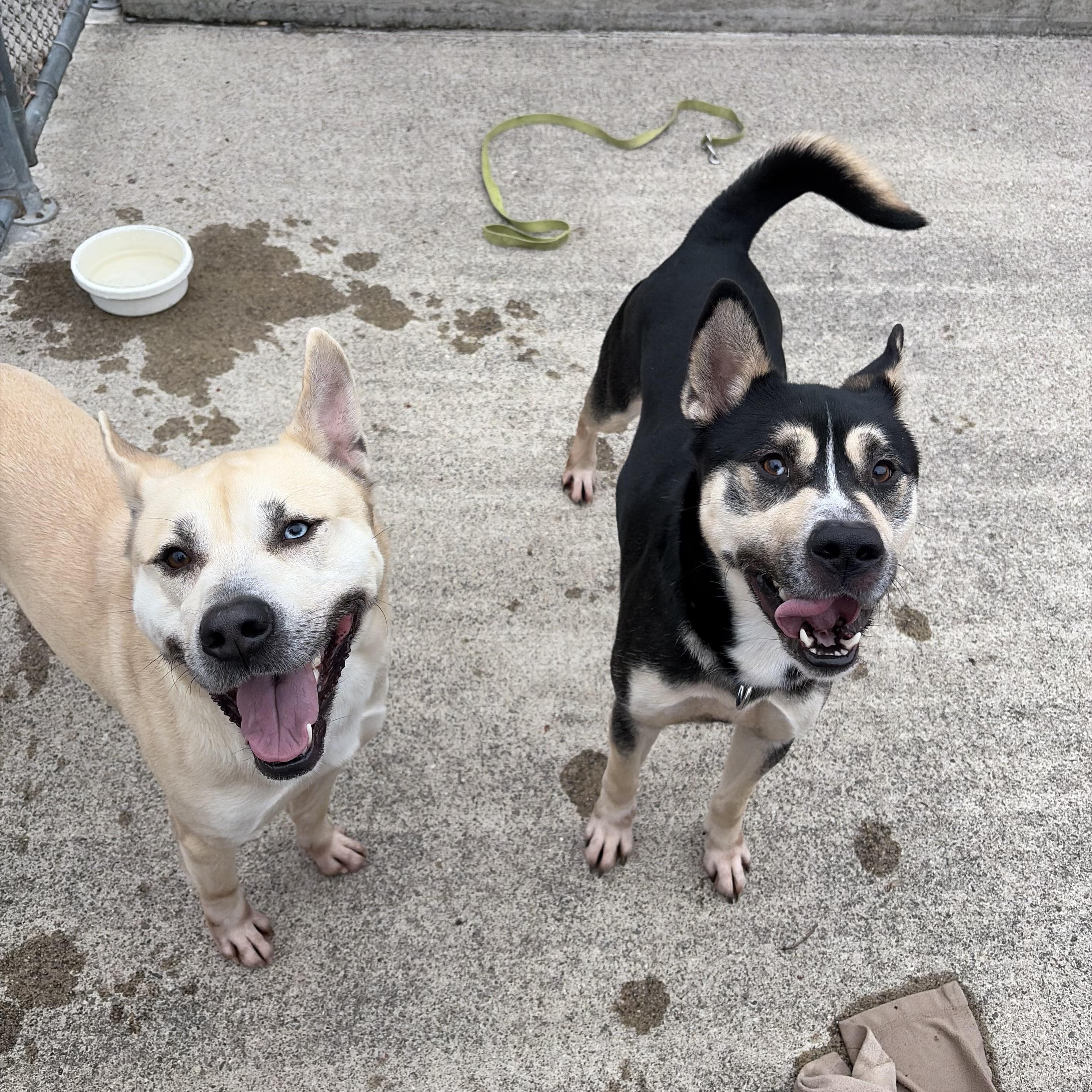 Enlarge Jasper, a ADOPTABLE mixed breed in Mendham, NJ image 3/4