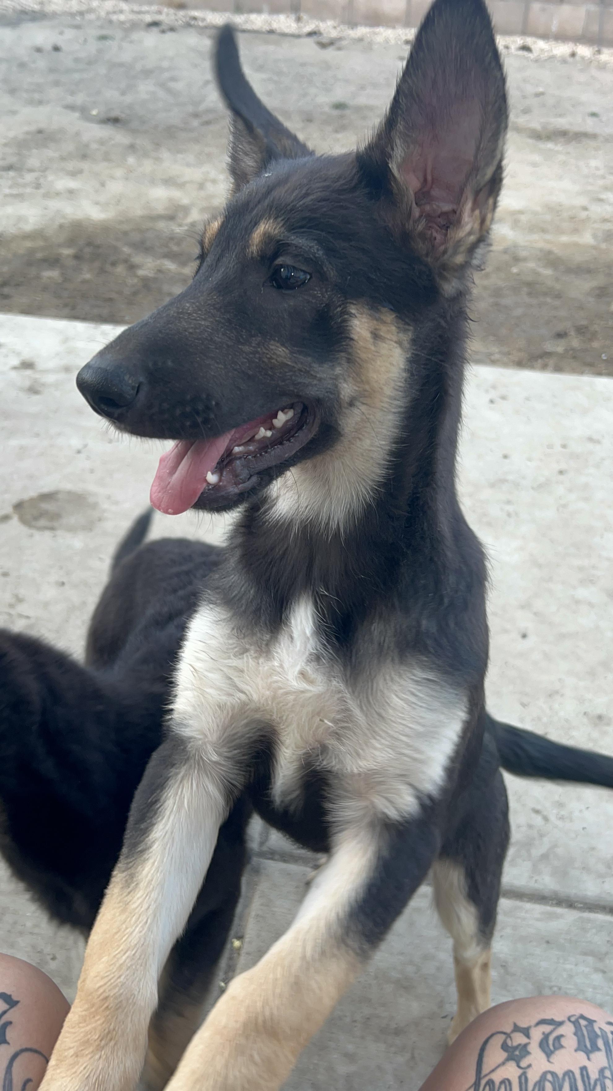 Stormy (child friendly, super affectionate)