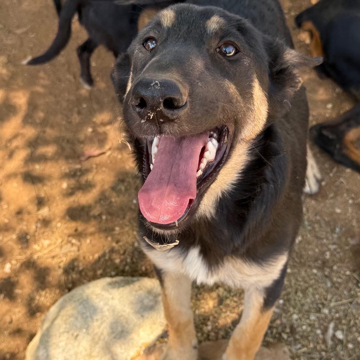 Stormy (child friendly, super affectionate)