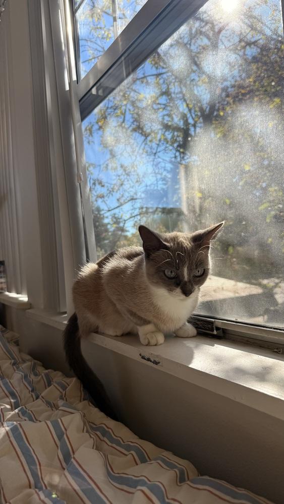 Brie (26-249 C), Adopted, Adult Female Domestic Short Hair.