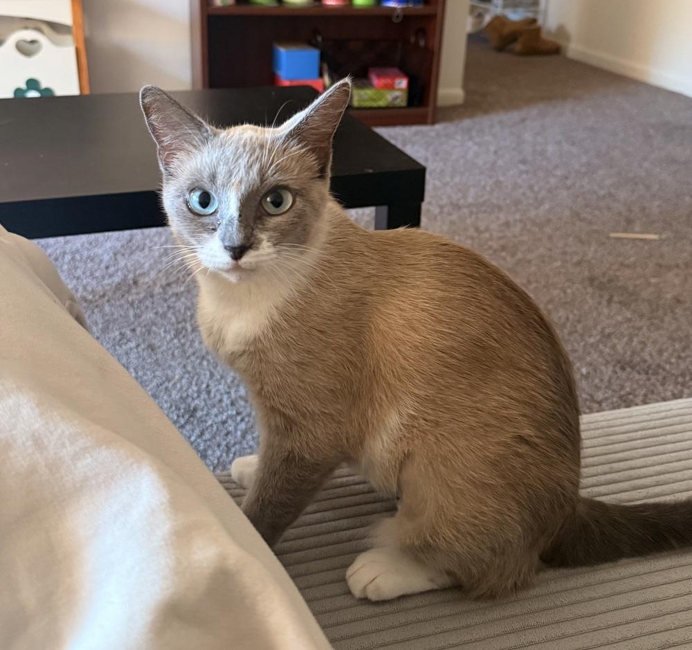 Enlarge Brie (26-249 C), a Adopted Domestic Short Hair in Lansing, MI image 2/6