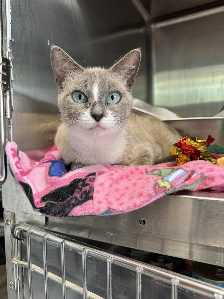 Enlarge Brie (26-249 C), a Adopted Domestic Short Hair in Lansing, MI image 3/6