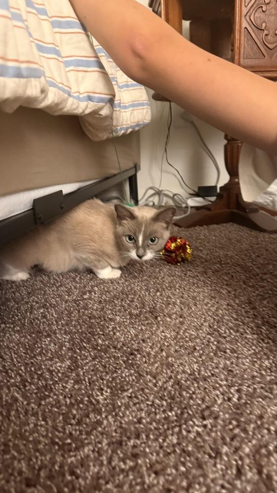 Enlarge Brie (26-249 C), a Adopted Domestic Short Hair in Lansing, MI image 4/6