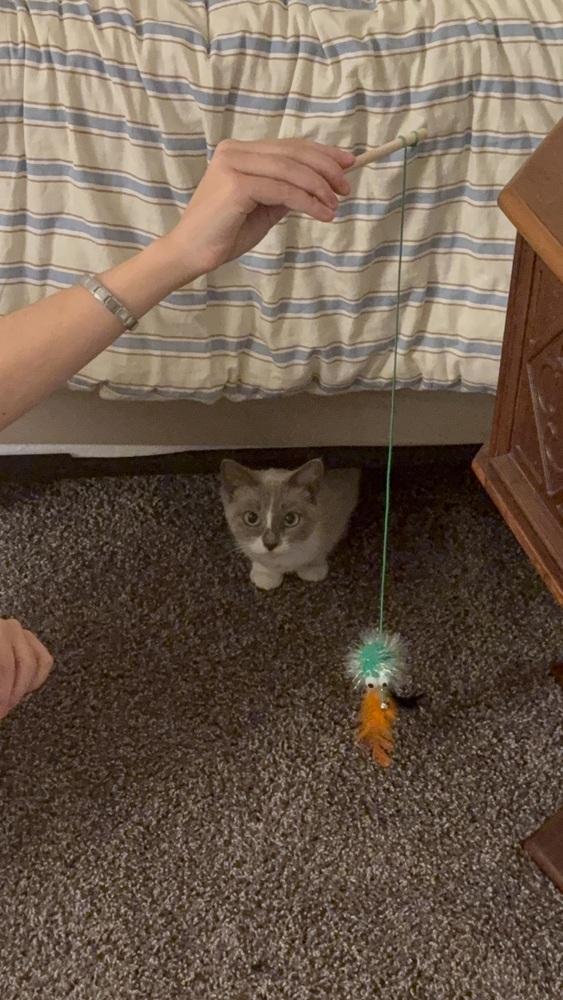 Enlarge Brie (26-249 C), a Adopted Domestic Short Hair in Lansing, MI image 5/6