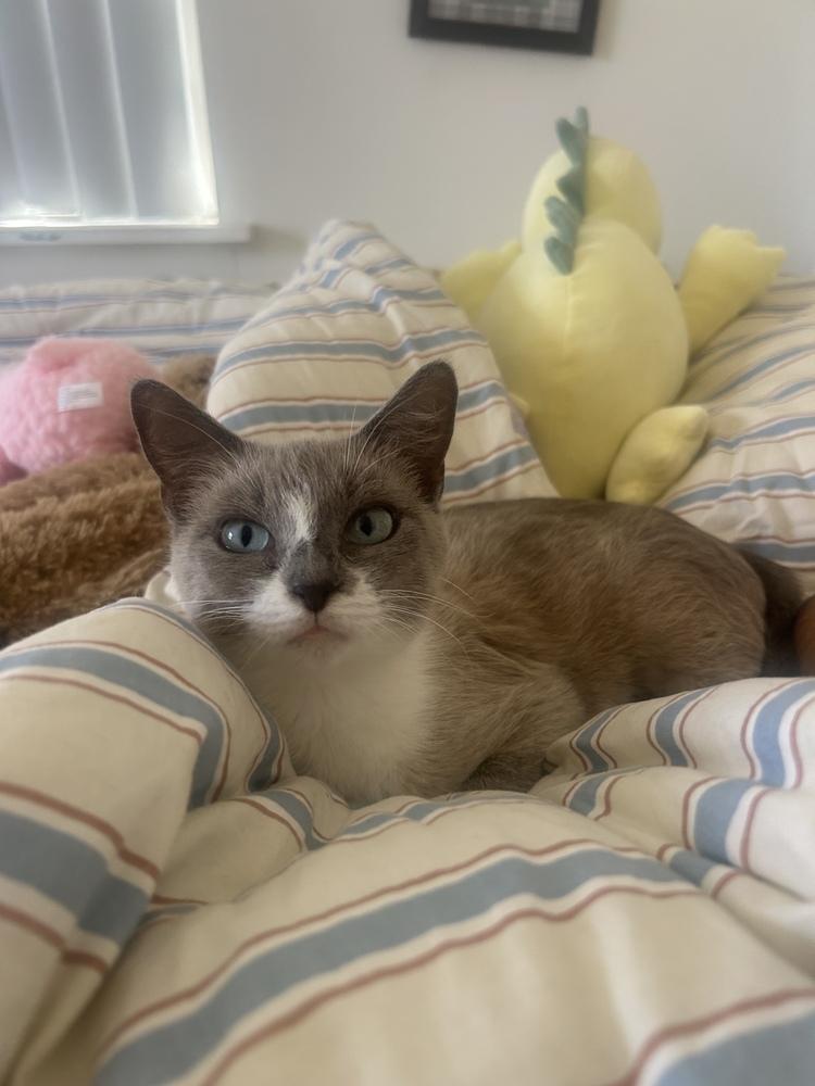Enlarge Brie (26-249 C), a Adopted Domestic Short Hair in Lansing, MI image 6/6