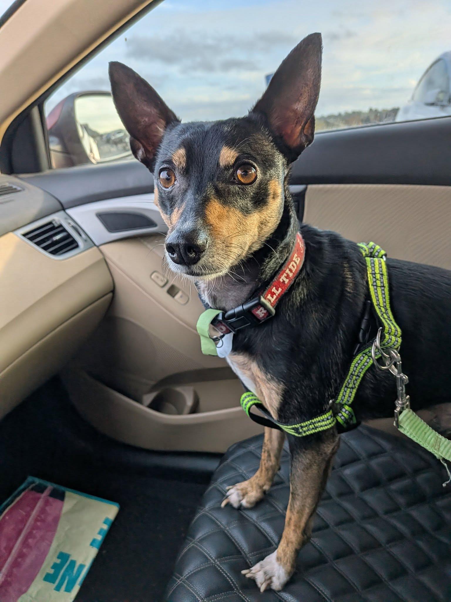 Enlarge Henry, a ADOPTABLE mixed breed in Eustis, FL image 2/3