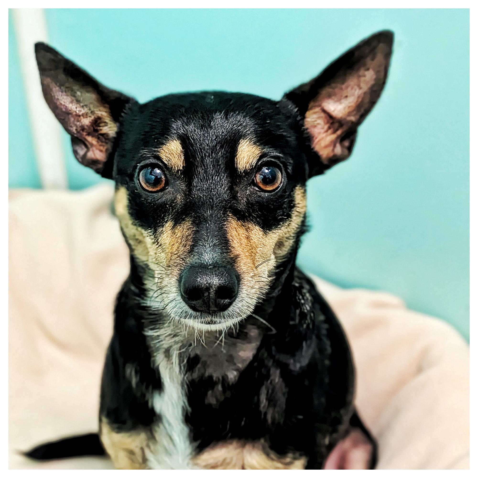 Enlarge Henry, a ADOPTABLE mixed breed in Eustis, FL image 1/3