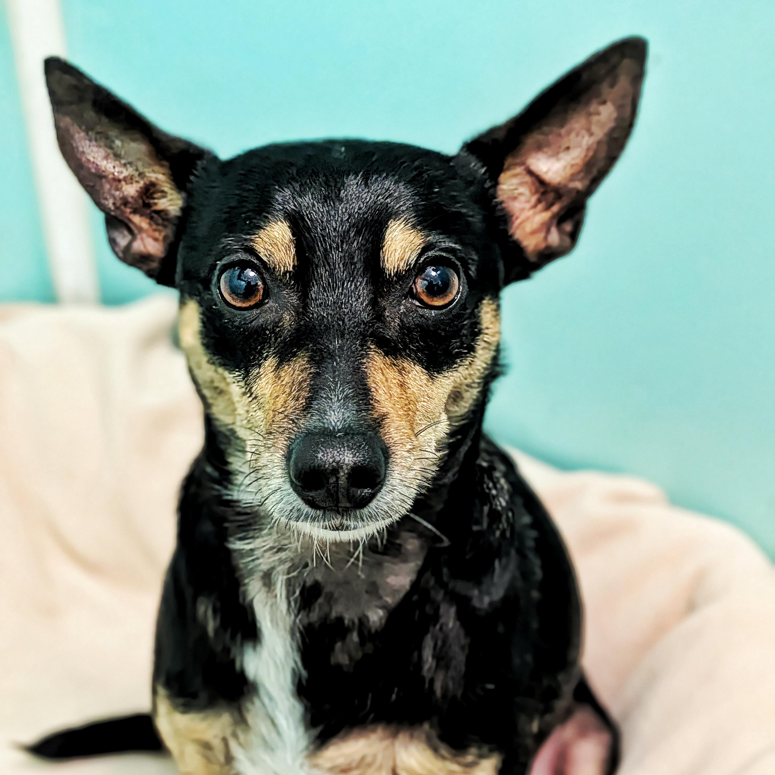 Enlarge Henry, a ADOPTABLE mixed breed in Eustis, FL image 3/3