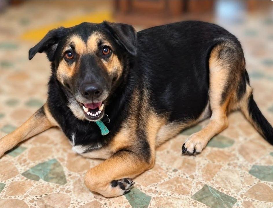 Bella Burns, Adoptable, Adult Female Shepherd.