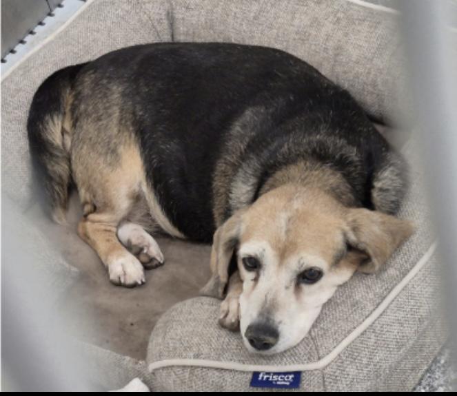 Meet Bubbles – The Beagle Who Still Believes in Love