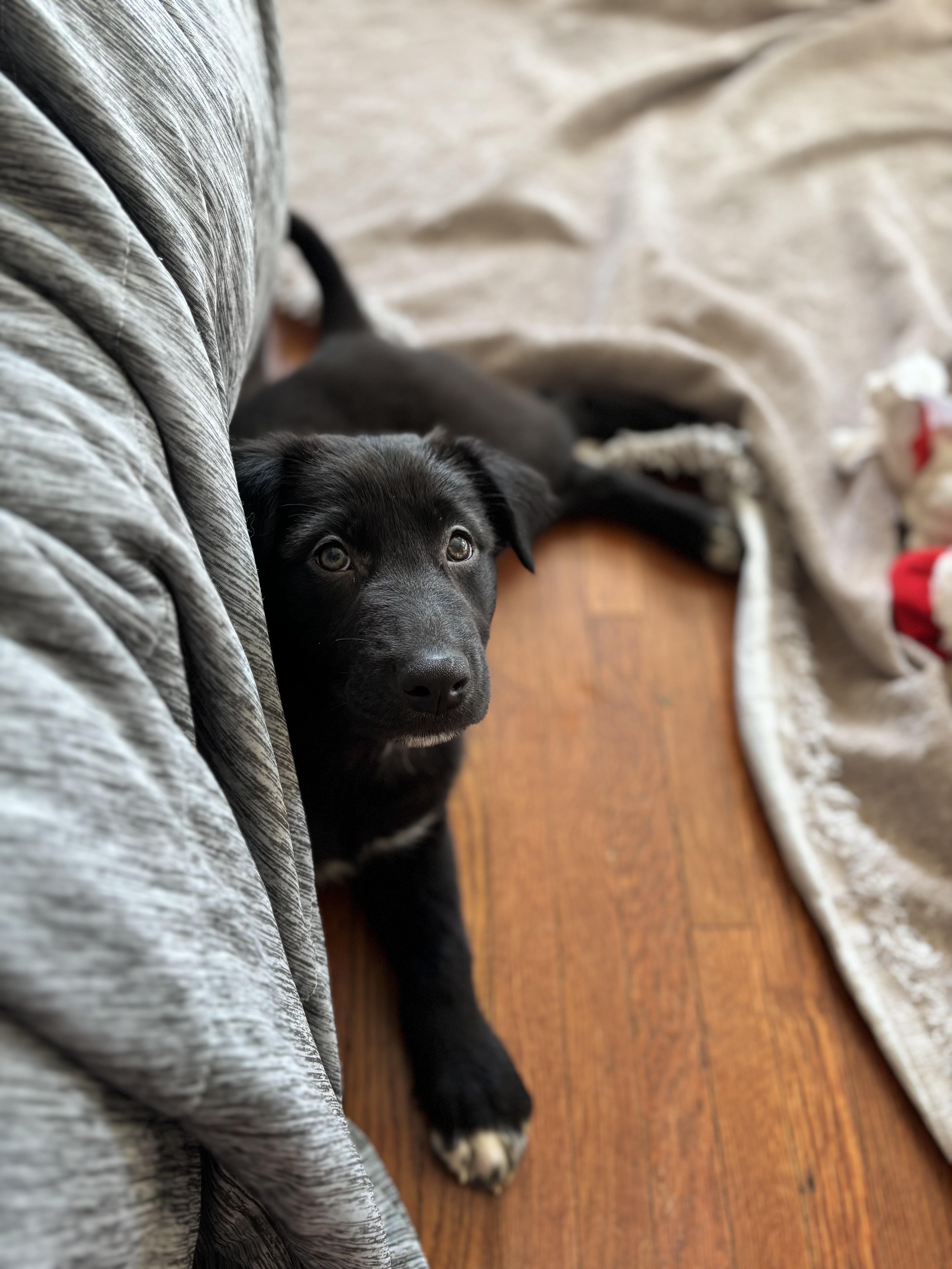 Tiana, a Adoptable mixed breed in Pasadena, CA image 5/6