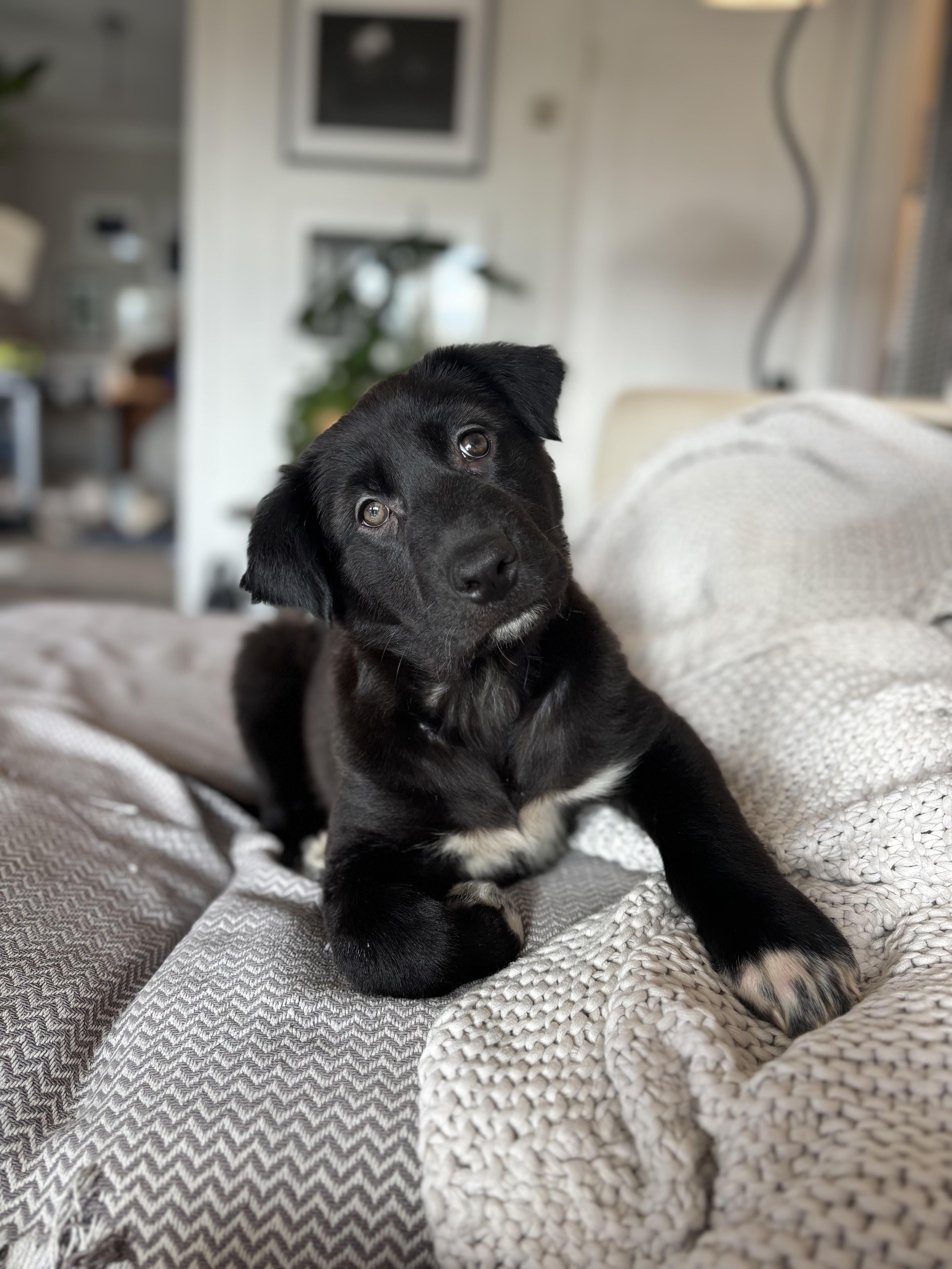 Tiana, a Adoptable mixed breed in Pasadena, CA image 1/6