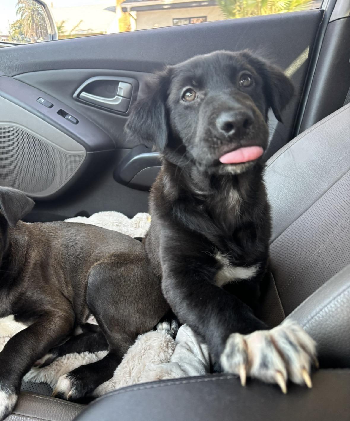 Tiana, a Adoptable mixed breed in Pasadena, CA image 2/6