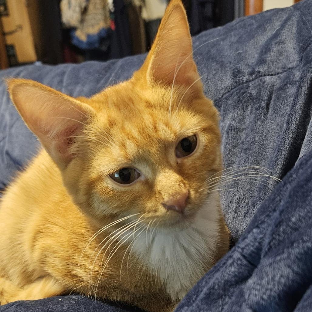 Enlarge Garfield, a Adoptable Domestic Short Hair in callao, VA image 2/3