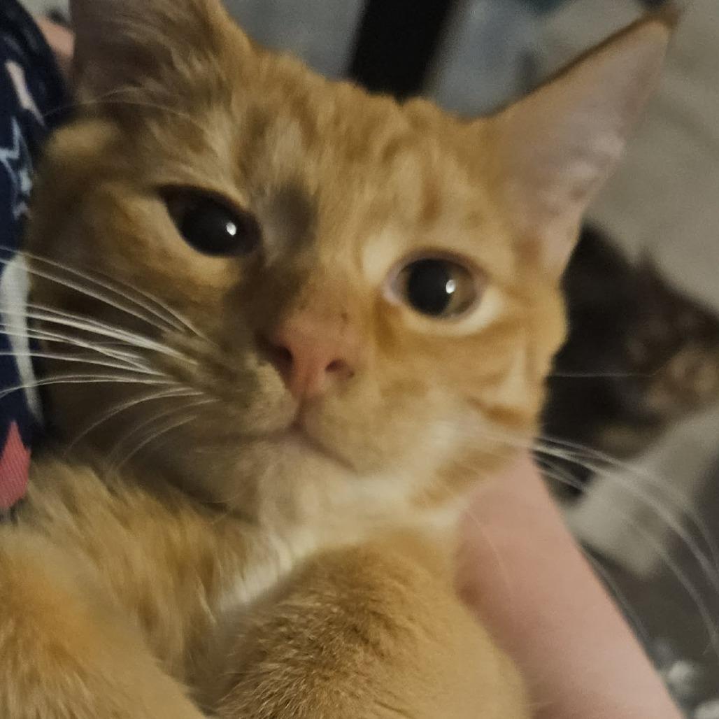 Enlarge Garfield, a Adoptable Domestic Short Hair in callao, VA image 3/3