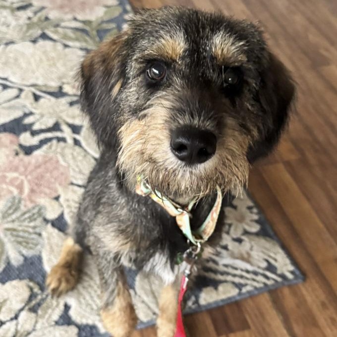 Daniel, Adoptable, Adult Male Wirehaired Terrier.