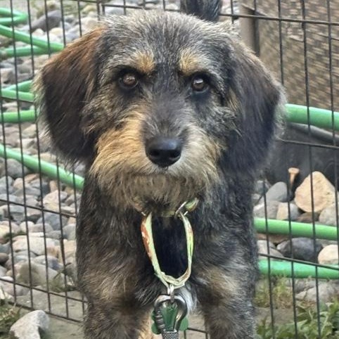 Enlarge Daniel, a Adoptable mixed breed in Toledo, OH image 2/2
