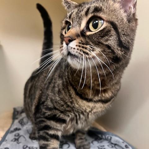 Flynn, Adoptable, Senior Male Domestic Short Hair.