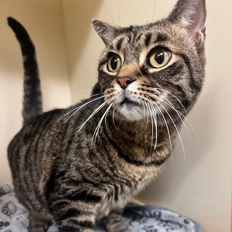 Enlarge Flynn, a Adoptable Domestic Short Hair in Dayton, OH image 2/6