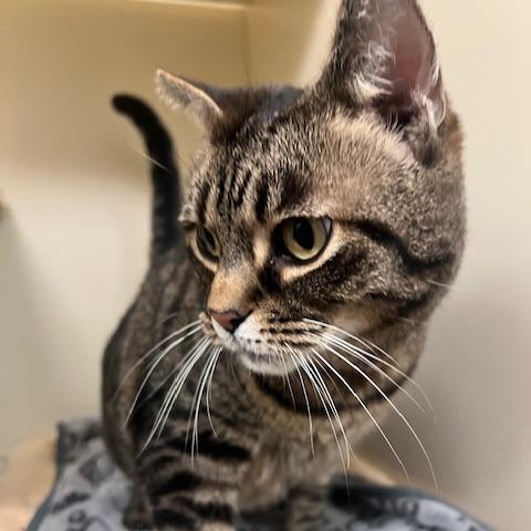 Enlarge Flynn, a Adoptable Domestic Short Hair in Dayton, OH image 3/6