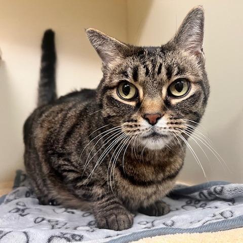 Enlarge Flynn, a Adoptable Domestic Short Hair in Dayton, OH image 5/6