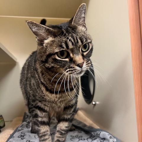 Enlarge Flynn, a Adoptable Domestic Short Hair in Dayton, OH image 6/6