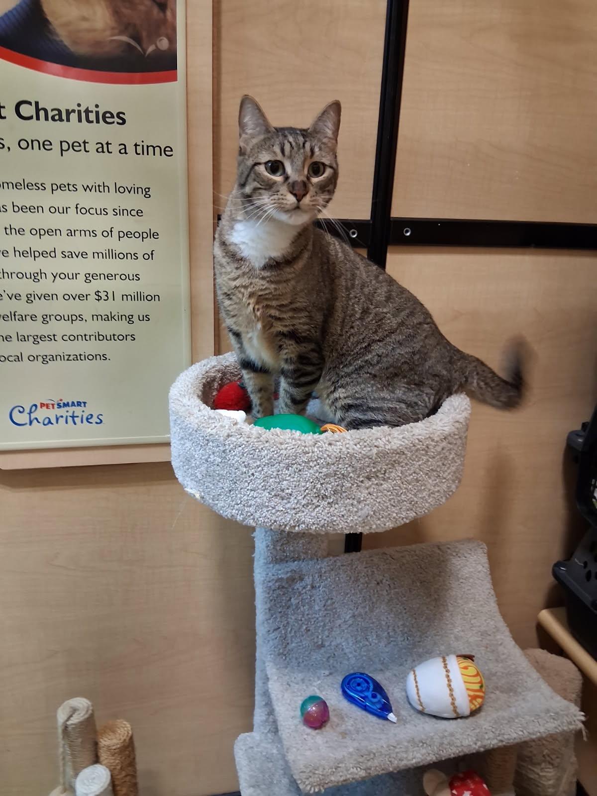 Splash, Adoptable, Adult Female Domestic Short Hair.