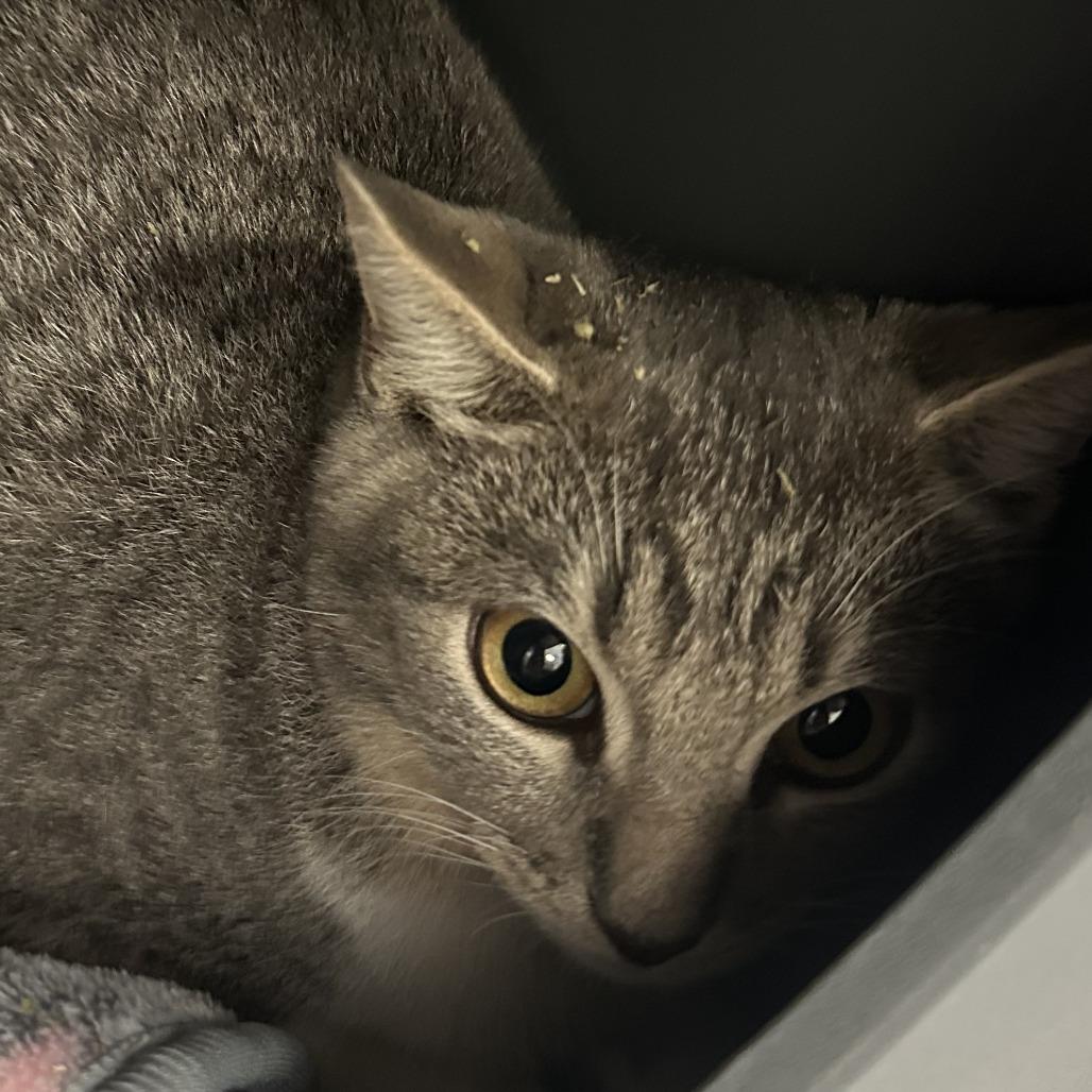 Enlarge Oliver, a Adoptable Domestic Short Hair in Albuquerque, NM image 1/3