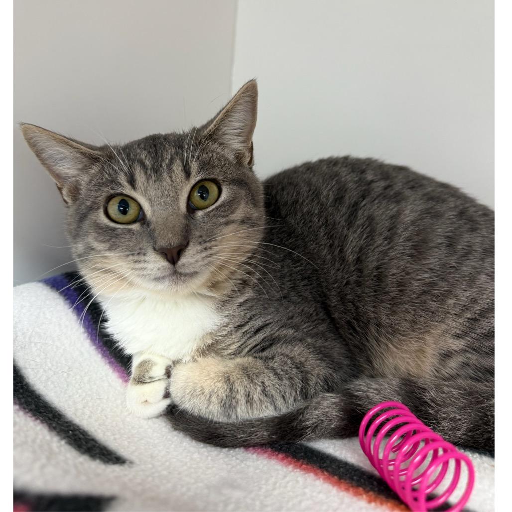 Enlarge Oliver, a Adoptable Domestic Short Hair in Albuquerque, NM image 2/3