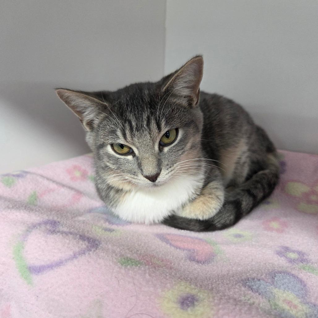 Enlarge Oliver, a Adoptable Domestic Short Hair in Albuquerque, NM image 3/3