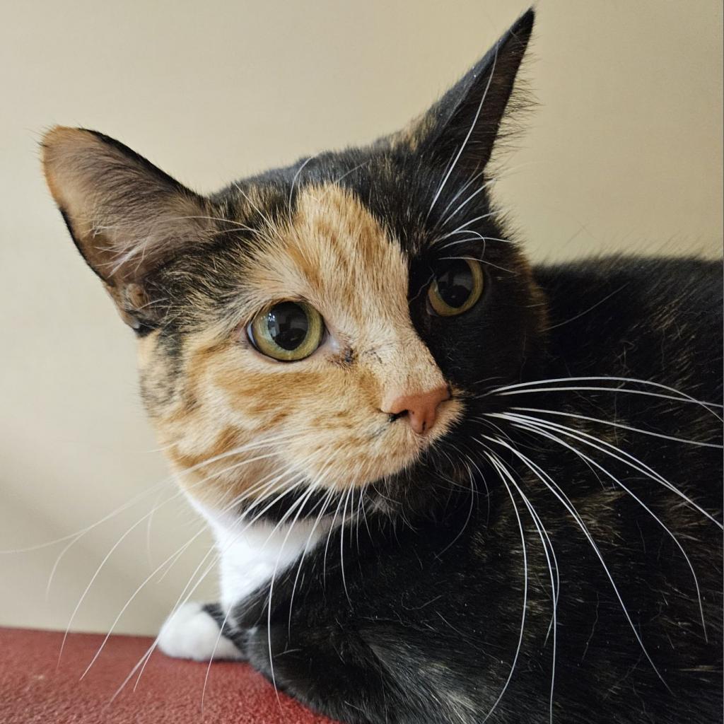 Quinn, Adoptable, Senior Female Domestic Short Hair.