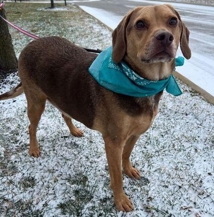 Bubba, ADOPTABLE, Adult Male Mixed Breed.