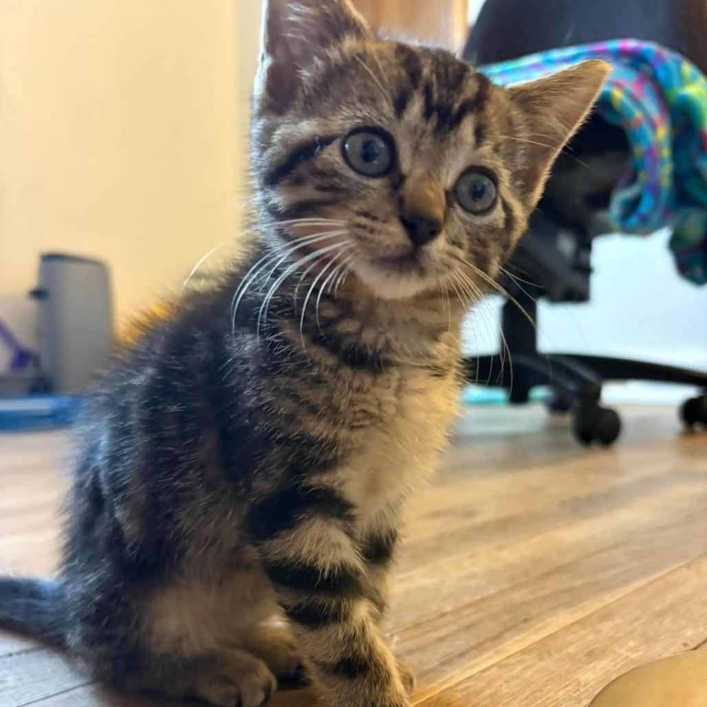 Sprite, Adoptable, Kitten Female Domestic Short Hair.
