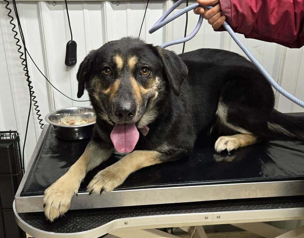 Enlarge Poinsetta, a Adoptable mixed breed in Waverly, OH image 1/1