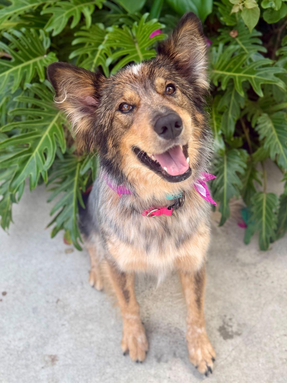 Enlarge Hazel, a Adoptable mixed breed in Los Angeles, CA image 6/6