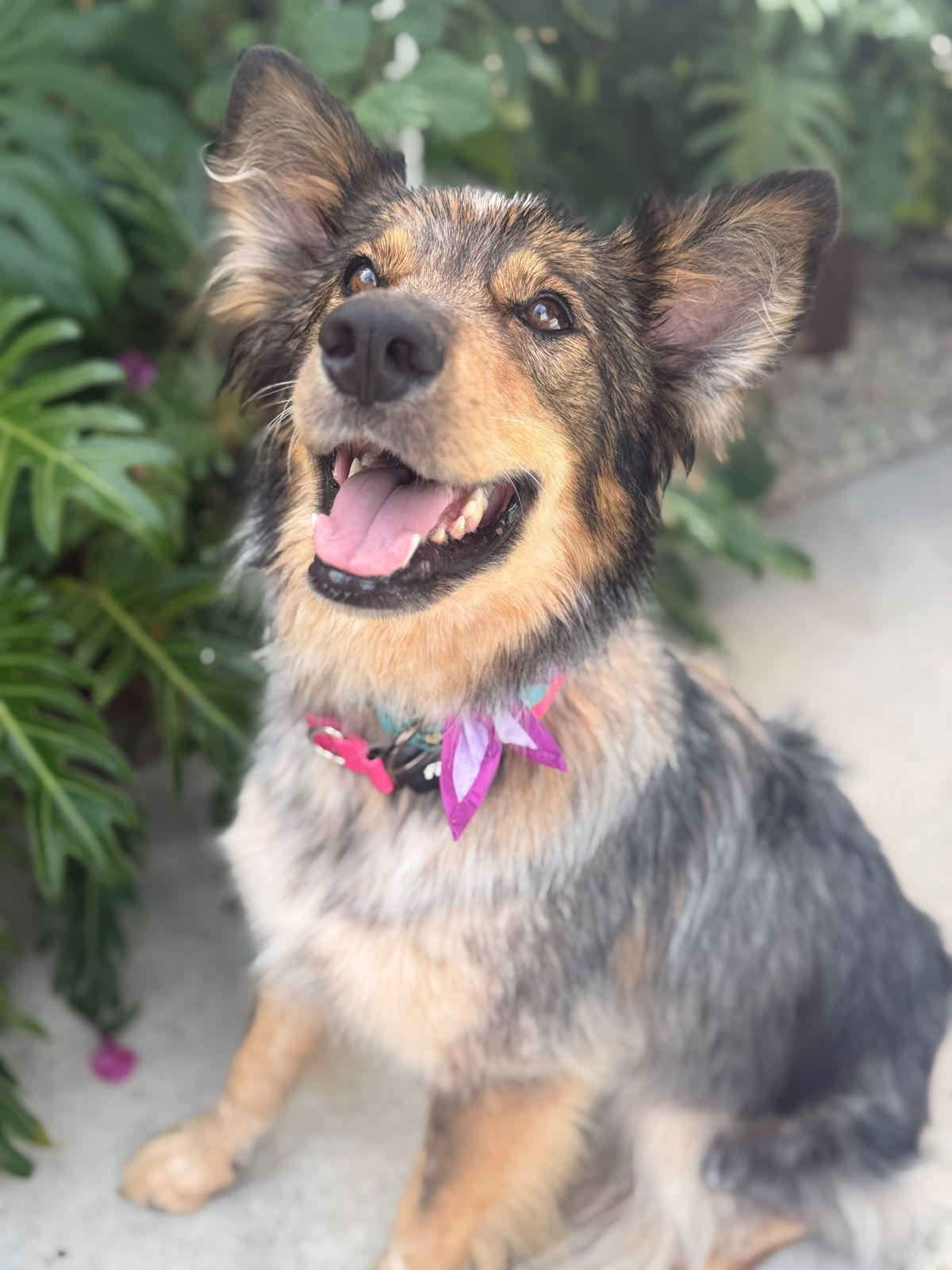 Enlarge Hazel, a Adoptable mixed breed in Los Angeles, CA image 2/6