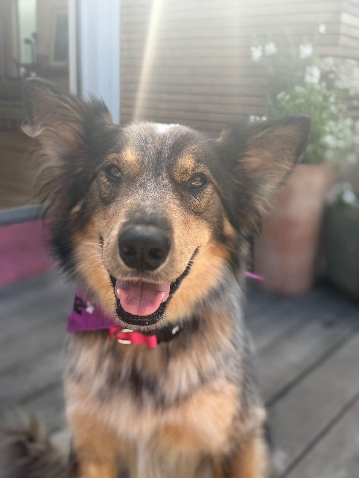 Enlarge Hazel, a Adoptable mixed breed in Los Angeles, CA image 4/6