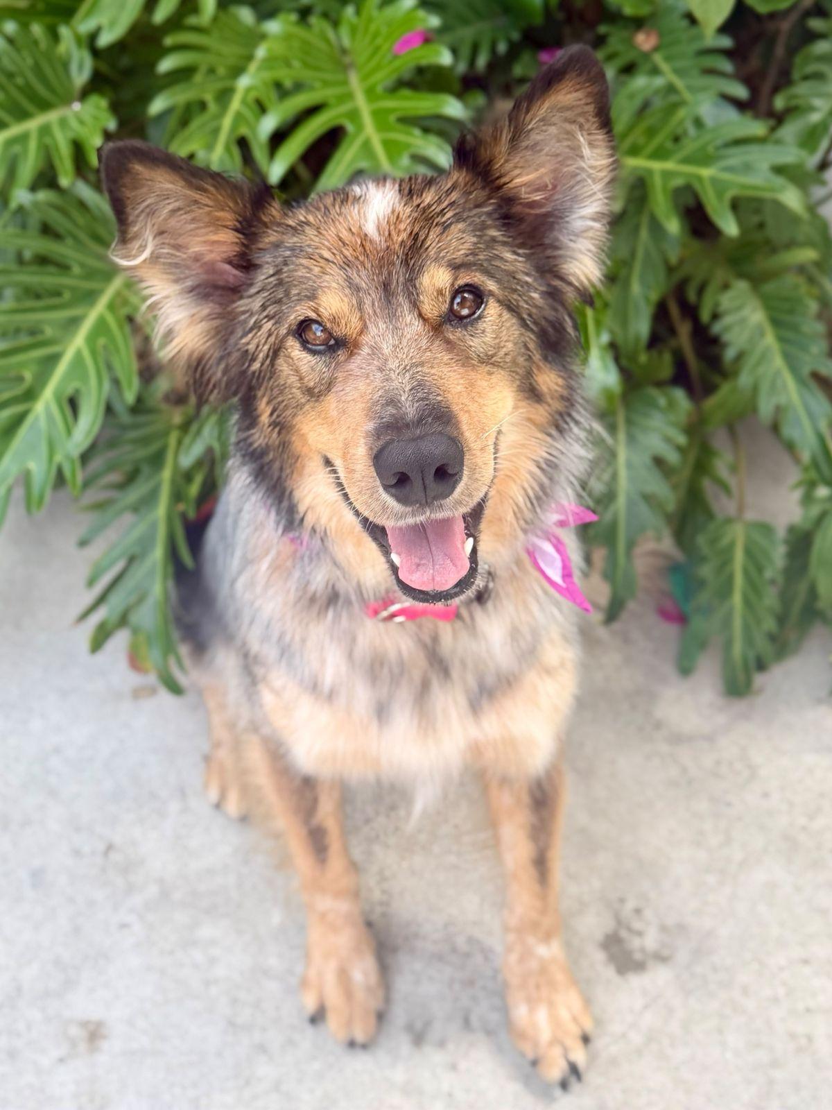 Hazel, Adoptable, Young Female Border Collie.