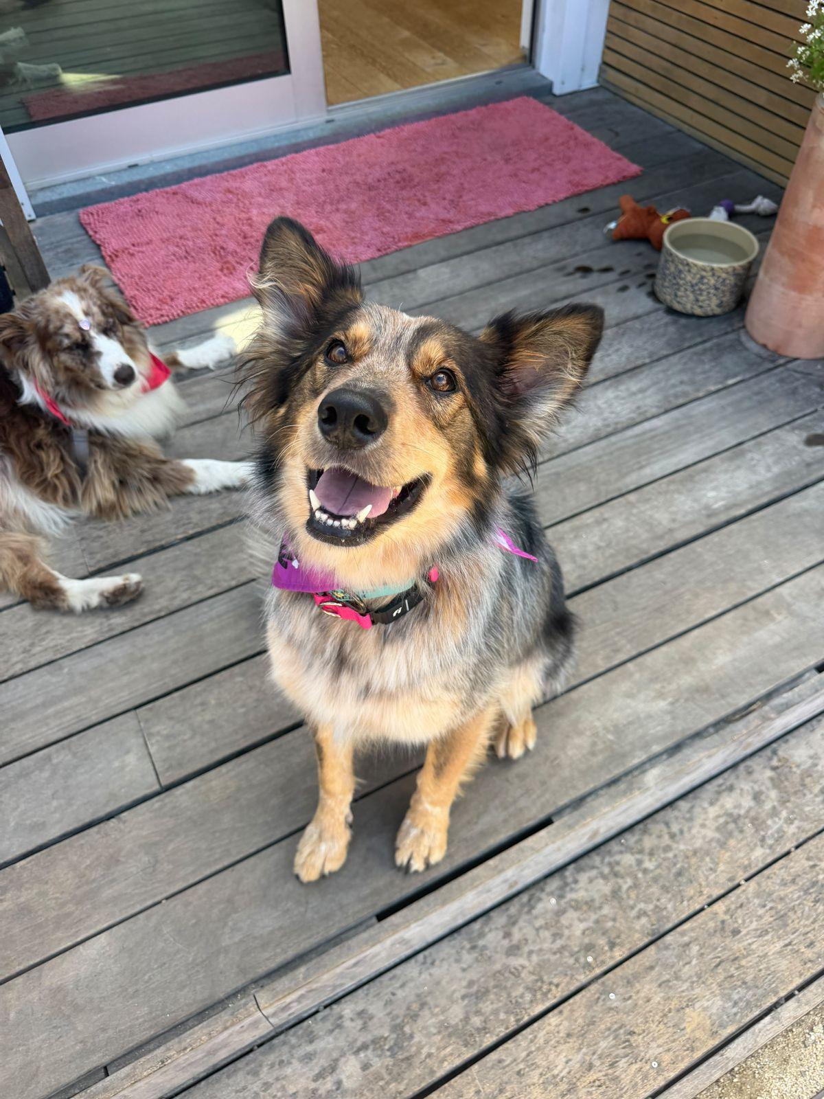 Enlarge Hazel, a Adoptable mixed breed in Los Angeles, CA image 5/6
