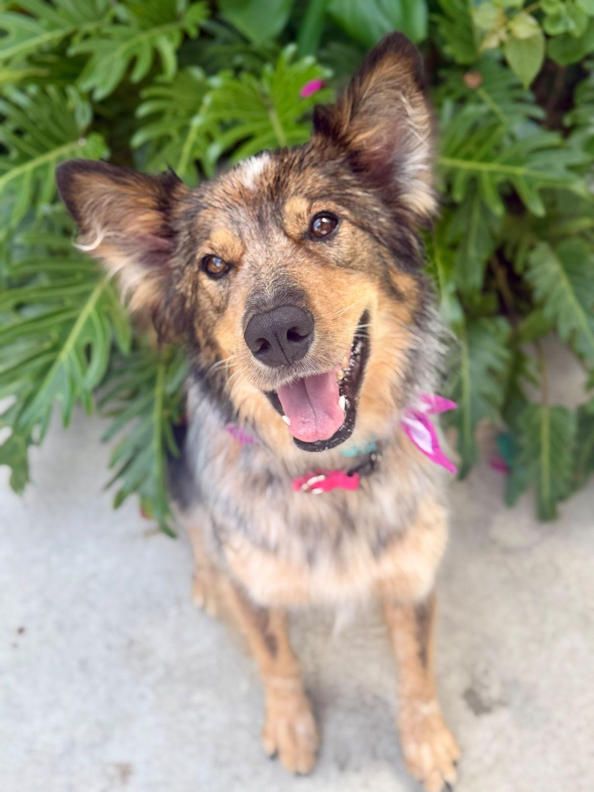 Enlarge Hazel, a Adoptable mixed breed in Los Angeles, CA image 3/6